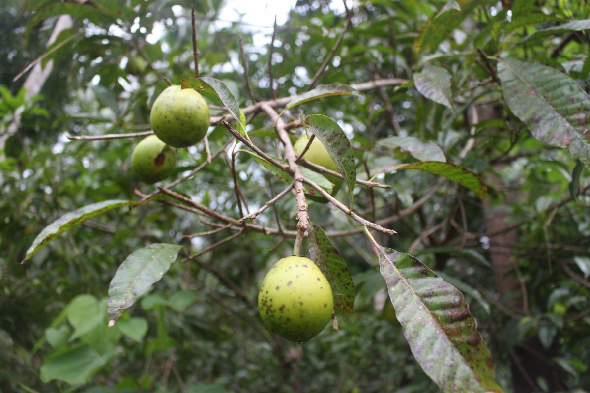 Pouteria campechiana (Kunth) Baehni